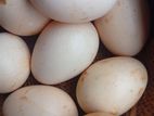 Velladoyan Eggs