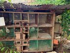 Chicken Cages