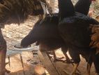 kolikal