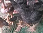 Velladiyan Rooster