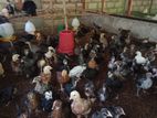 Farm Chickens