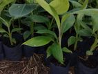 Kolikuttu Banana Plants