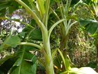Kolikuttu Banana Plants