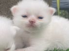 Persian Cat