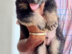 German Shepherd Puppies