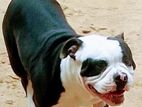 Amarican Bully Dogs