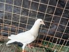 Pigeon