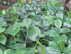 Betel Plants