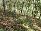 කොළඹ නුවර ප්‍රධාන මාර්ගයට ආසන්නයෙන් පර්චස් 340ක්