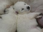 Pomeranian Dog for Kind Home