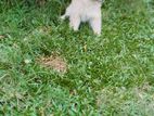 komaneriyn puppy