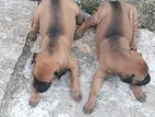 Kombai Puppies