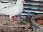 Konda Belty Pigeon
