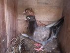 Konda Pigeon