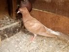 Konda Pigeon