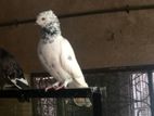 Pigeons