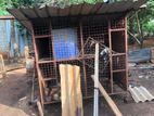 Bird Cage