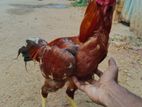Seval Rooster