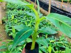 කෝලිකුට්ටු කෙසෙල් පැළ( Banana plants )