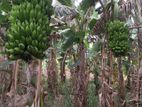 කෝලිකුට්ටු කෙසෙල් පැළ( Banana Plants )