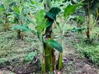 කෝලිකුට්ටු කෙසෙල් පැළ( Banana plants )