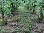 කෝලිකුට්ටු කෙසෙල් පැළ( Banana plants )