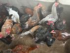 Farm Hens