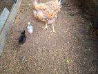 நாட்டு கோழி