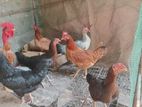 Country Chicken