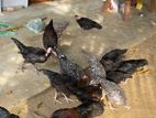 கோழி - Chicken