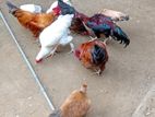 கோழி - Chicken