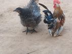 Farm Chicken