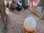 கோழி குச்சுகள்