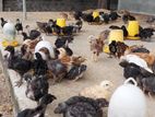 கோழி குஞ்சு