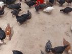 Chickens