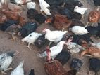 கோழி குஞ்சு