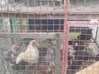 Chickens with Cage