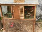 Chicken Cage