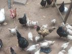 Farm Hens