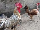 நாட்டு கோழி