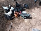 Farm Chicken