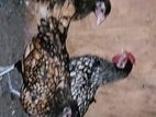 கோழி / Chicken