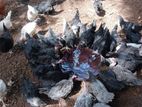 Chicken