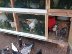 Farm Chickens