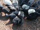 கோழி - Chicken