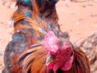 கோழிச்சாவல்