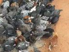 கோழிக் குஞ்சு