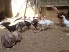 Farm Chicken