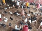 கோழிக்குஞ்சுகள்