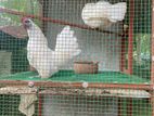Farm Chicken with Cage